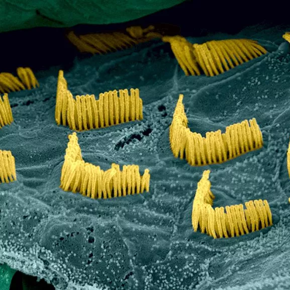 Photographie de microscopie colorisée