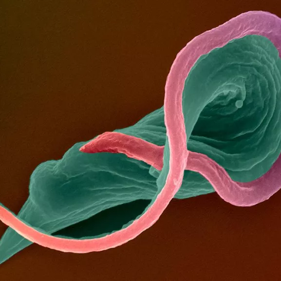 Photographie de microscopie colorisée