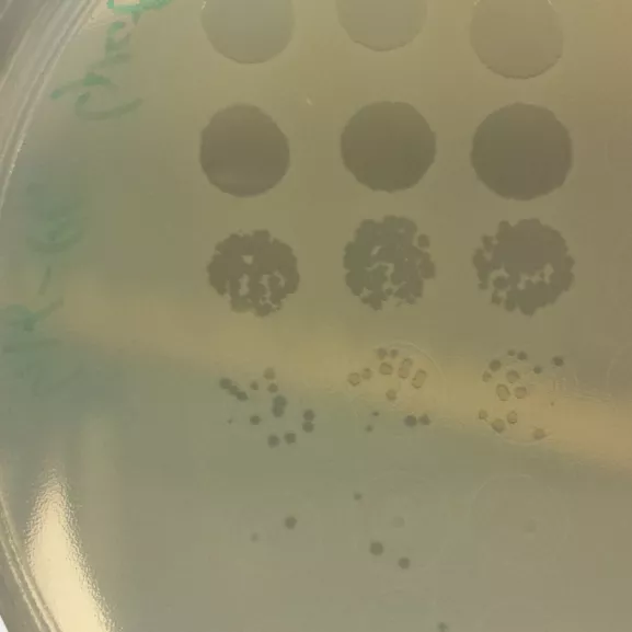 Exemple de plages de lyse d'un bactériophage infectant Escherichia coli