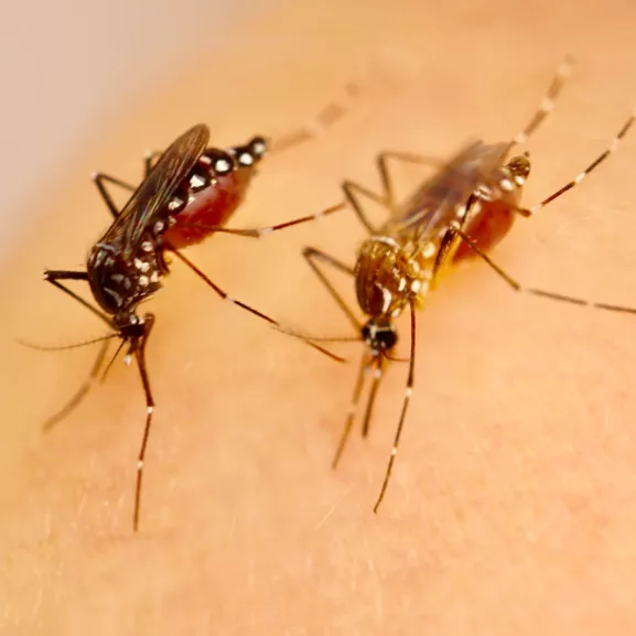 Femelles de la forme native (sombre) et de la forme invasive (claire) d'Aedes aegypti