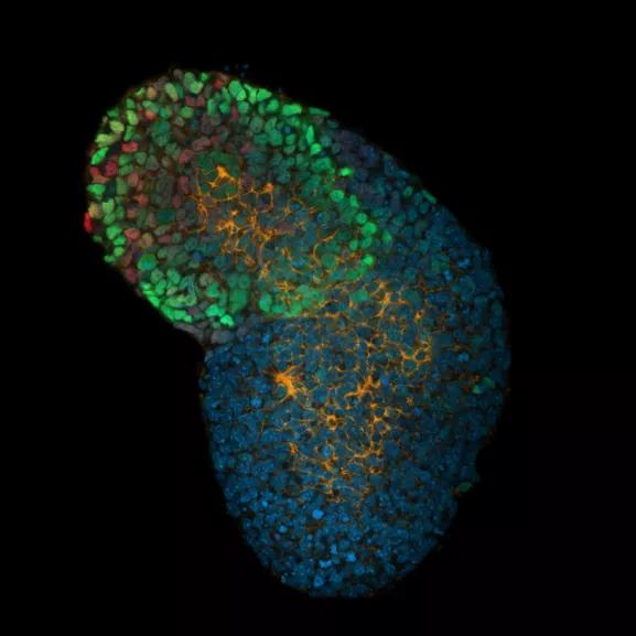 Gastruloïde, modèle multicellulaire in vitro de la gastrulation de l'embryon.
