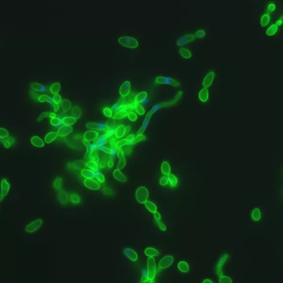Vue en microscopie confocale de cellules de Candida albicans exprimant à leur surface la protéine hybride Pga 59-GFP (Green Fluorescent Protein).