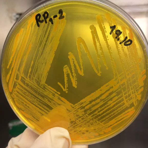 Culture de Klebsiella sur gélose