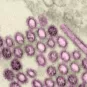 Cours pasteur virus émergents