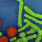 Virologie