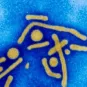 Virus liver cancer