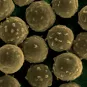 Fiche Maladie - Aspergillose - Institut Pasteur