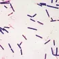 Fiche Maladie - Botulisme - Institut Pasteur