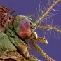 Aedes albopictus dengue chikungunya - Institut Pasteur