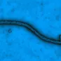 Ebola virus - Institut Pasteur