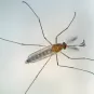 Moustique Culex - Institut Pasteur