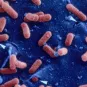 Fiches maladies - Listériose - Institut Pasteur