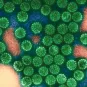 Fiche Maladie - Papillomavirus - Institut Pasteur