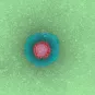 Fiches maladies - SRAS - Institut Pasteur
