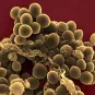 Fiches maladies - Staphylocoques - Institut Pasteur