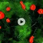 Mooc From neuron to behavior - Institut Pasteur/Cnam