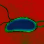 Vibrio cholerae - Institut Pasteur