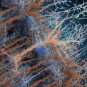 Néo-neurones - Institut Pasteur
