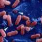 Santé Publique - CCOMS - Listériose  d’origine alimentaire - Institut Pasteur