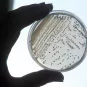 Santé publique - CRBIP - Dépôt de souches au CRBIP - Institut Pasteur