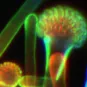 Sanofi-Institut Pasteur Awards