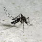 Aedes albopictus - Institut Pasteur