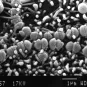 Streptococcus agalactiae - Institut Pasteur