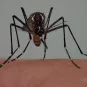 Aedes - Institut Pasteur