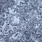 Infection virus Zika - Institut Pasteur