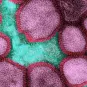 Fiches maladies - Grippe et Grippe aviaire - Institut Pasteur