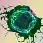 Biofilm HTLV-1 - Institut Pasteur 