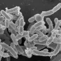 peste plague - Institut Pasteur