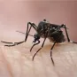 Femelle d'Aedes aegypti, élevée au Vectopôle de l'Institut Pasteur de la Guyane