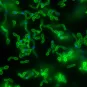 candida albicans - institut pasteur
