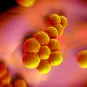 Staphylococcus aureus - Institut Pasteur