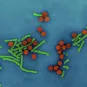 virus hépatite B - Institut Pasteur