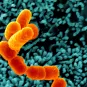 Escherichia coli, Shigella, Salmonella - Institut Pasteur