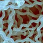 Leptospirose - Institut Pasteur