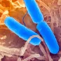 Fiches maladies - Institut Pasteur