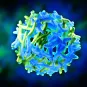 institut pasteur - yellow fever