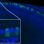 épithélium sensoriel d’une cochlée 
