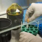 Ebola : 3 variants du virus identifiés en Guinée - Institut Pasteur