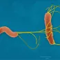 Helicobacter pylori - Institut Pasteur
