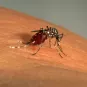 Aedes Aegypti - Institut Pasteur