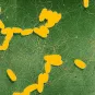 Salmonella - Institut Pasteur