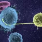 Lymphocyte infecté par le VIH - Institut Pasteur