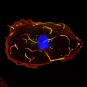 Cellule infectée par Listeria monocytogenes.en microscopie à fluorescence 