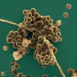 Staphylococcus aureus - Institut Pasteur
