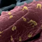 Bactériophages sur la bactérie Escherichia coli 
