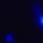 Population de macrophages infectés par le VIH